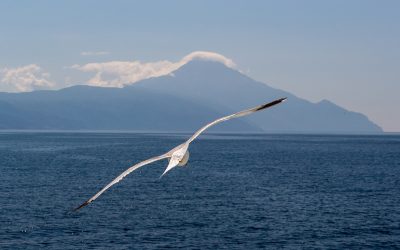 Libres del temor